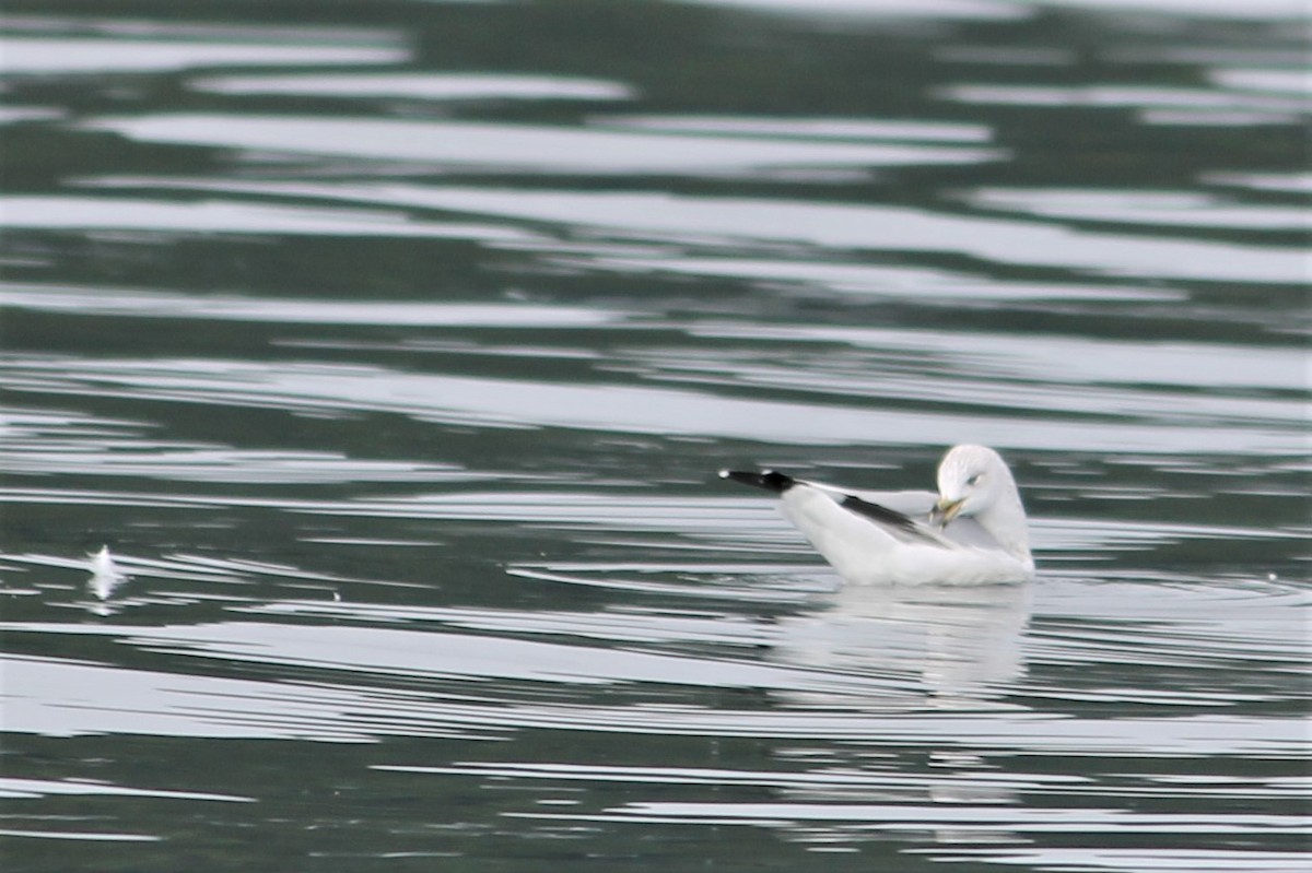 Ring-billed Gull - ML373877321