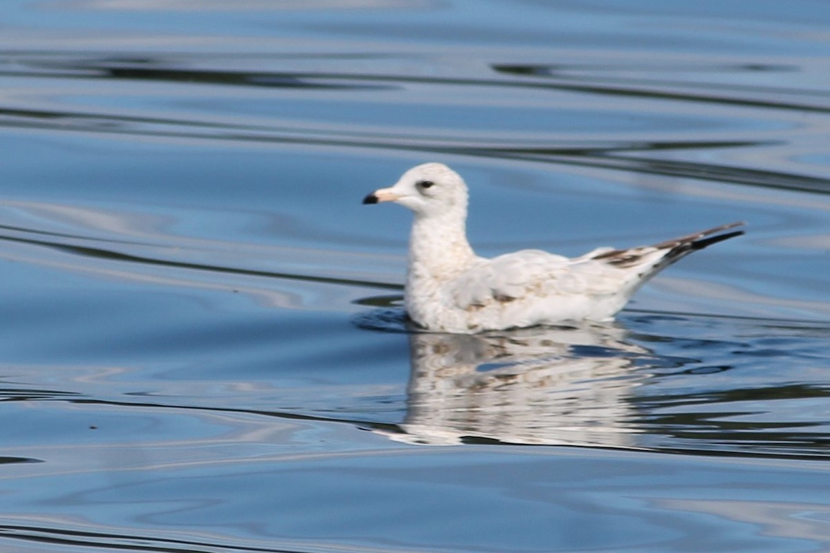 Ring-billed Gull - ML373877381