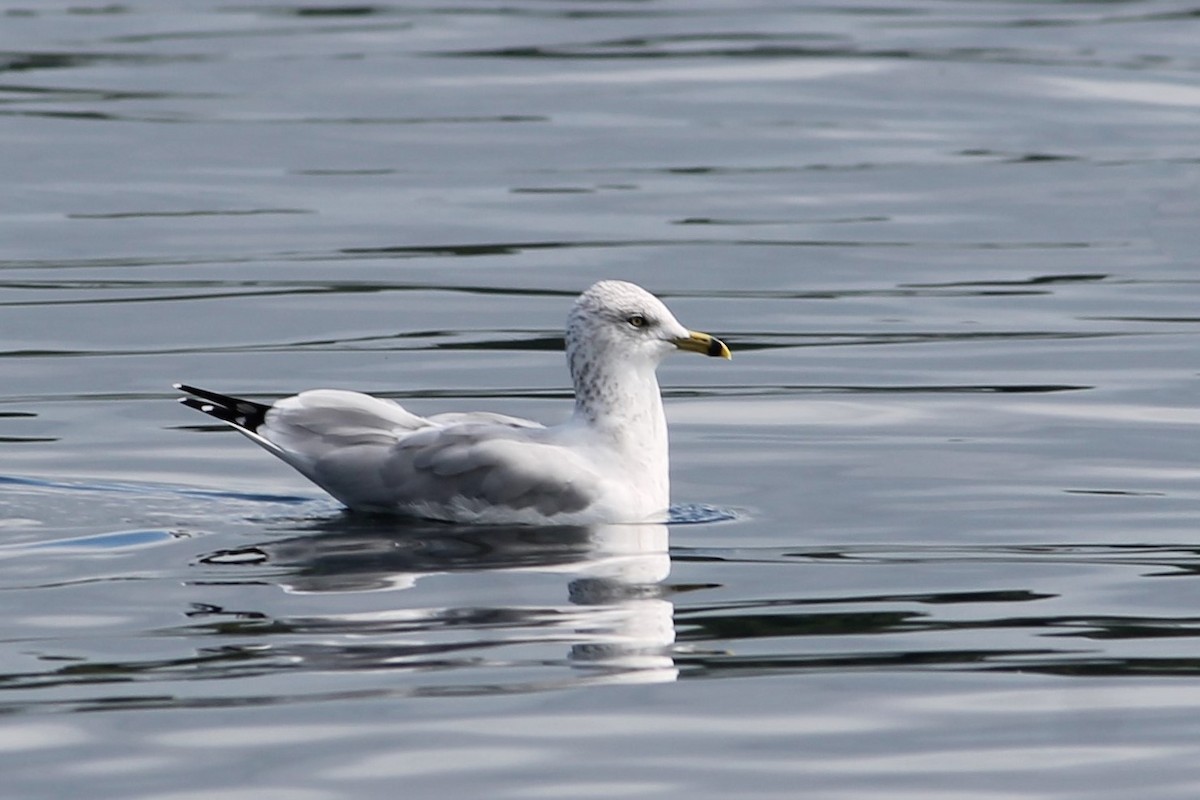 Ring-billed Gull - ML373877421