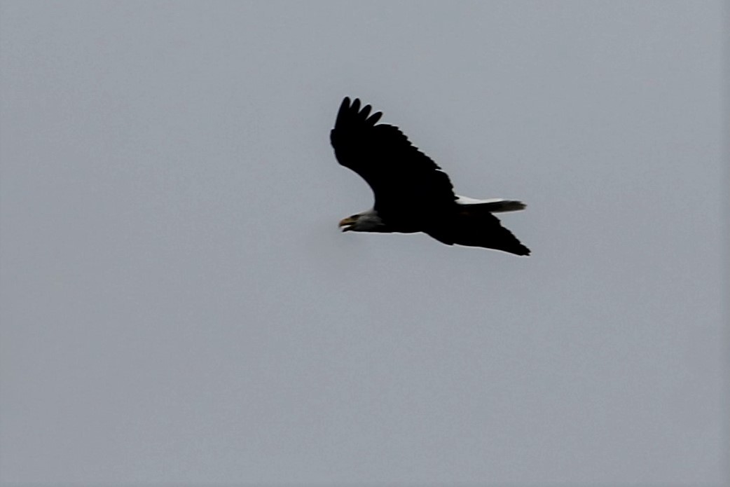 Bald Eagle - ML373877511