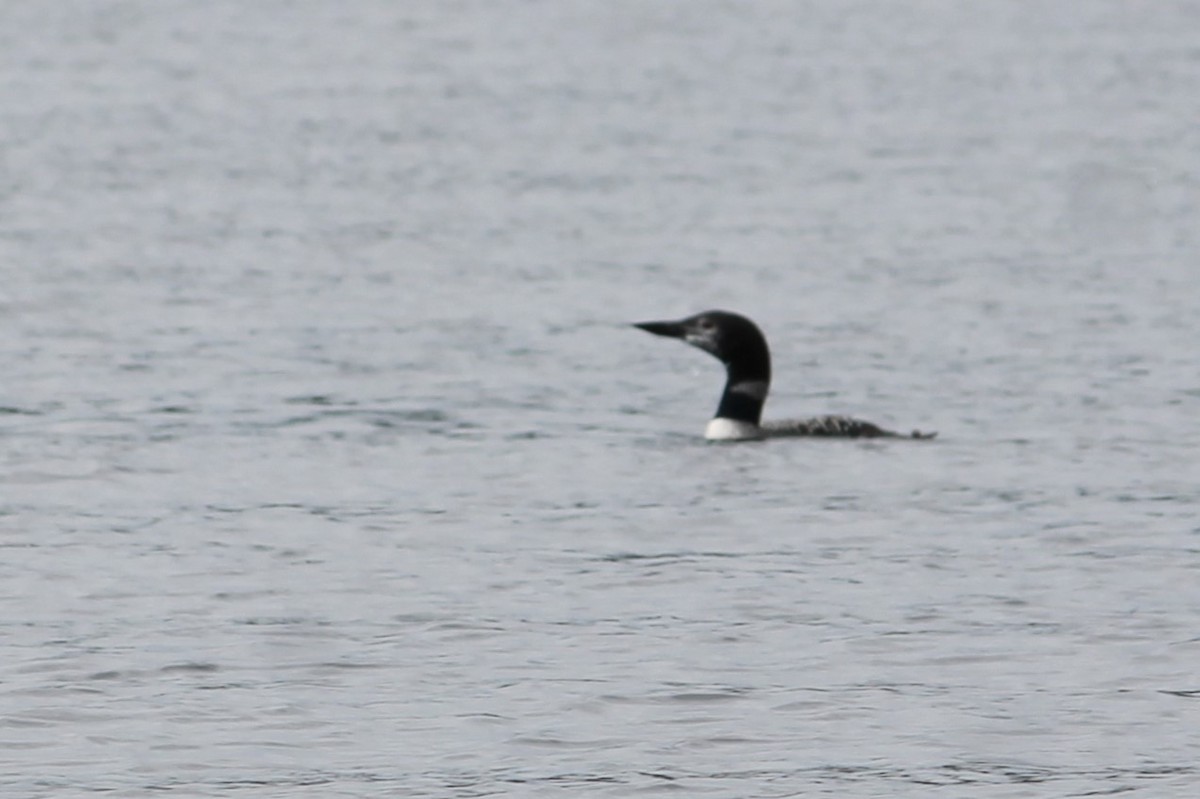 Common Loon - ML373877641