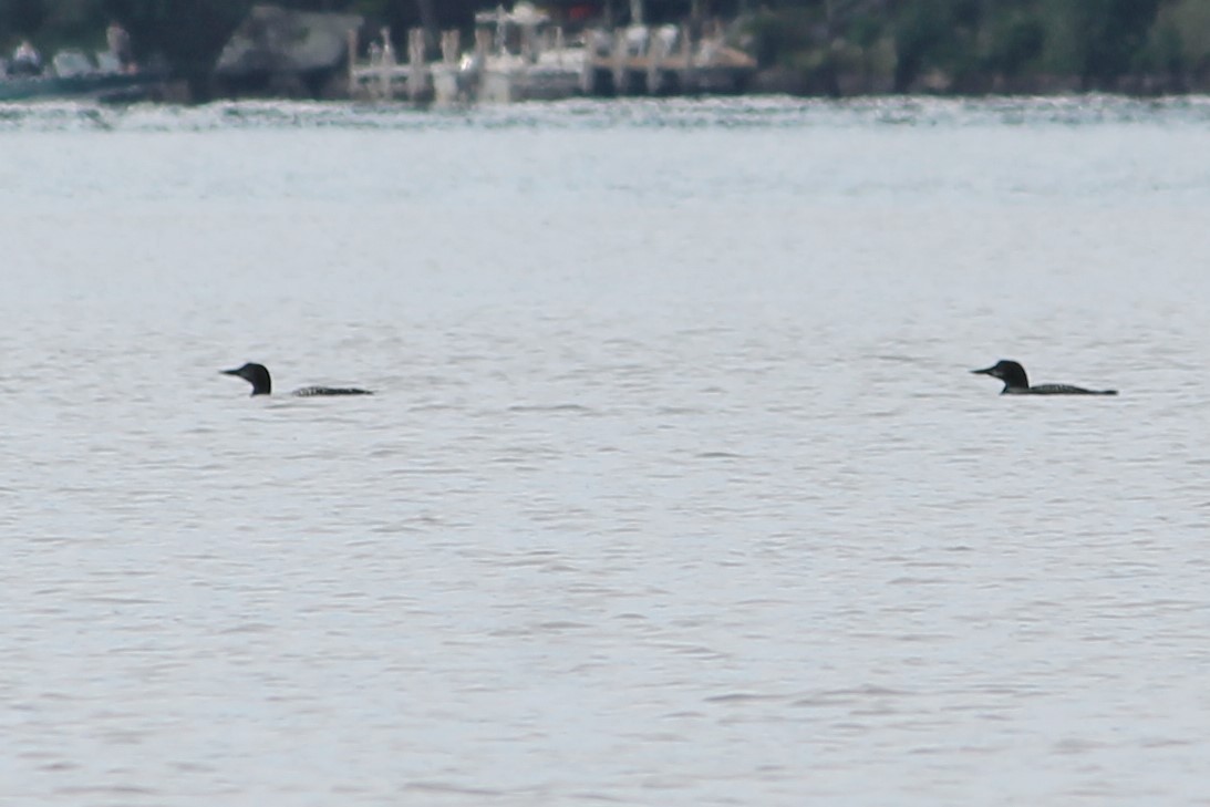 Common Loon - ML373877651