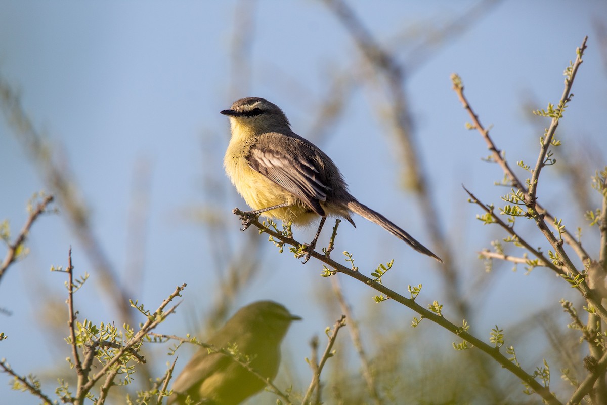 Greater Wagtail-Tyrant - Ana Merlo