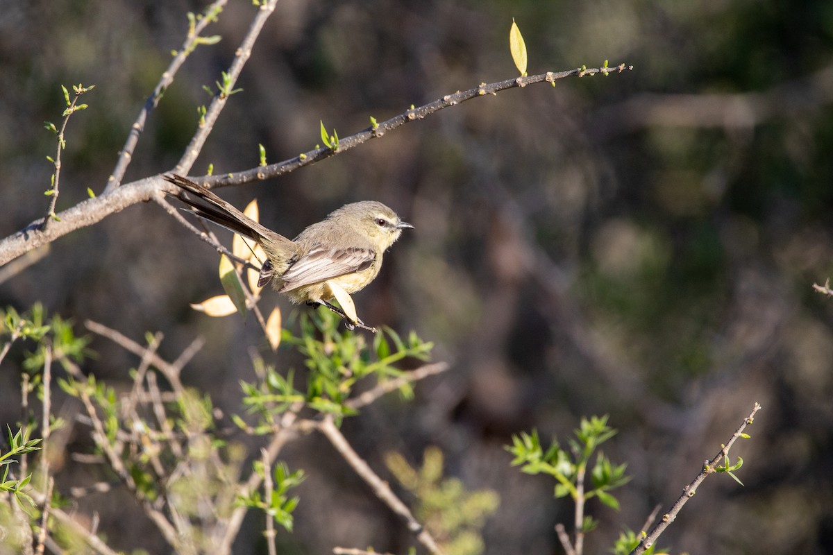 Greater Wagtail-Tyrant - Ana Merlo