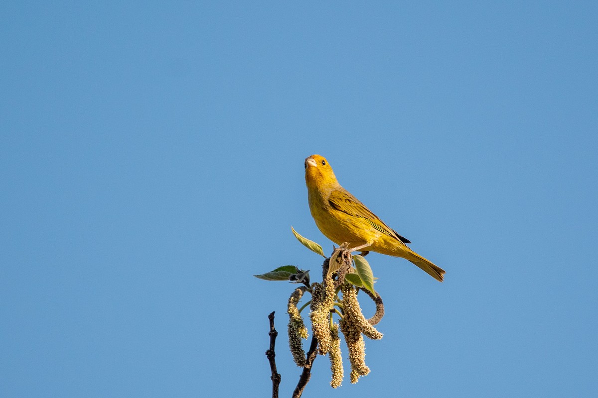 Saffron Finch - Ana Merlo