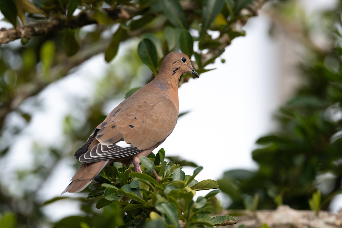 Zenaida Dove - ML373881791