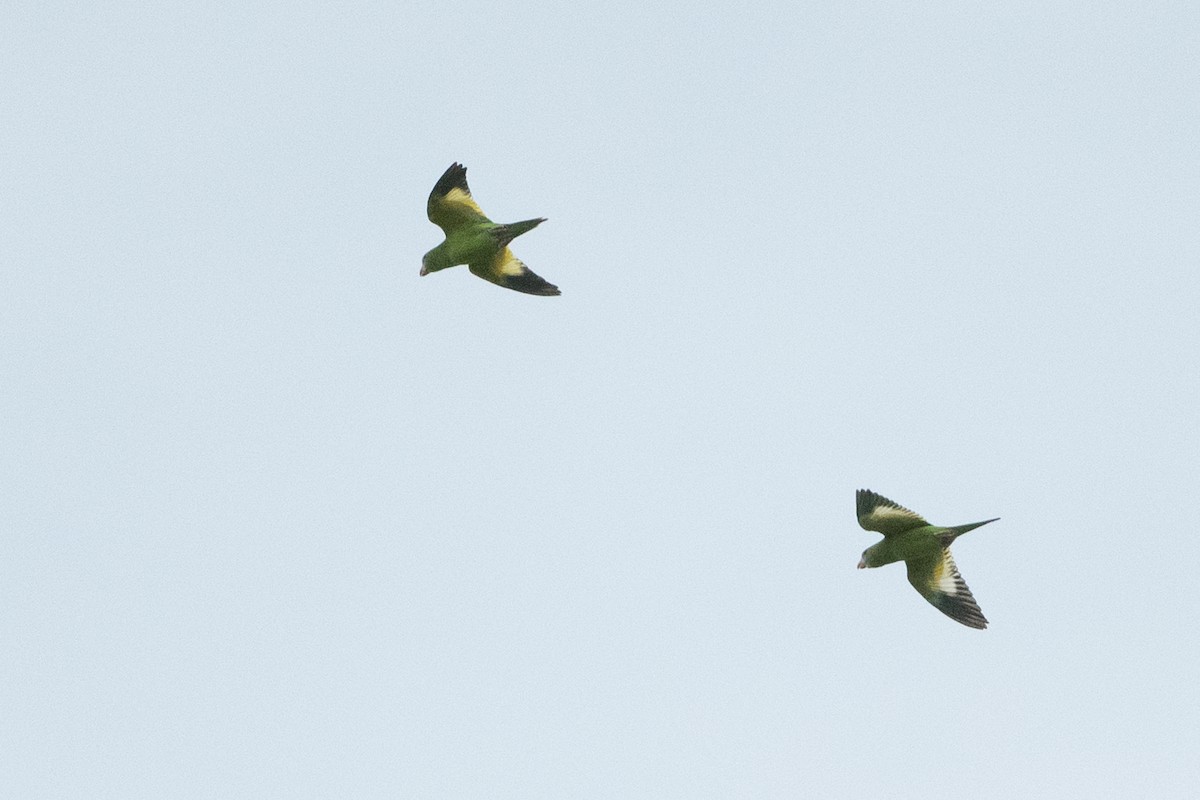 White-winged Parakeet - ML373883411