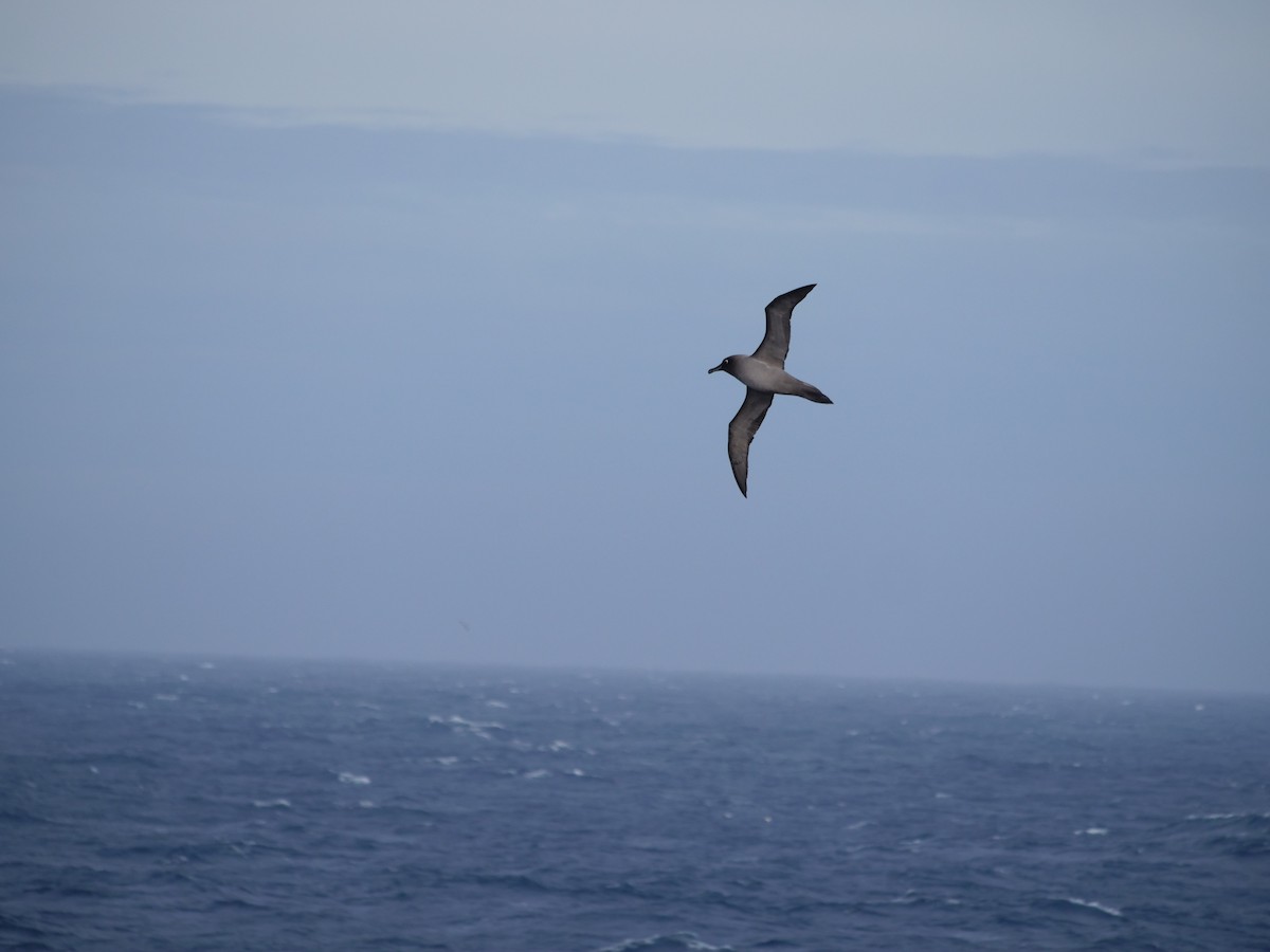 Light-mantled Albatross - ML373883441