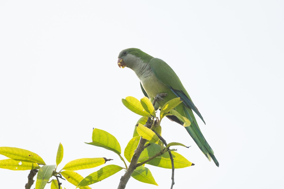 Monk Parakeet - ML373883481