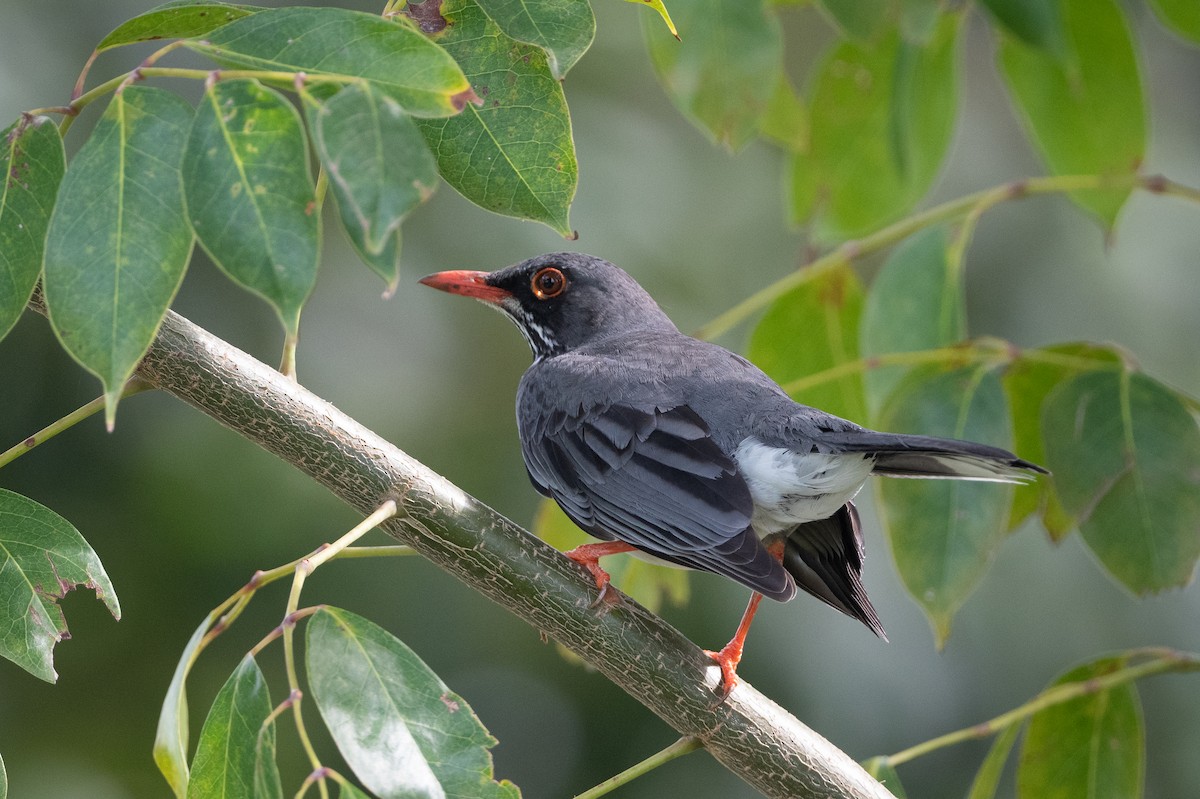 Red-legged Thrush - ML373883581