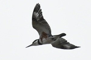 Belted Kingfisher - ML373883971