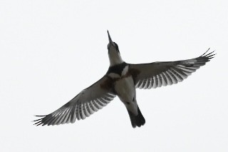Belted Kingfisher - ML373883981