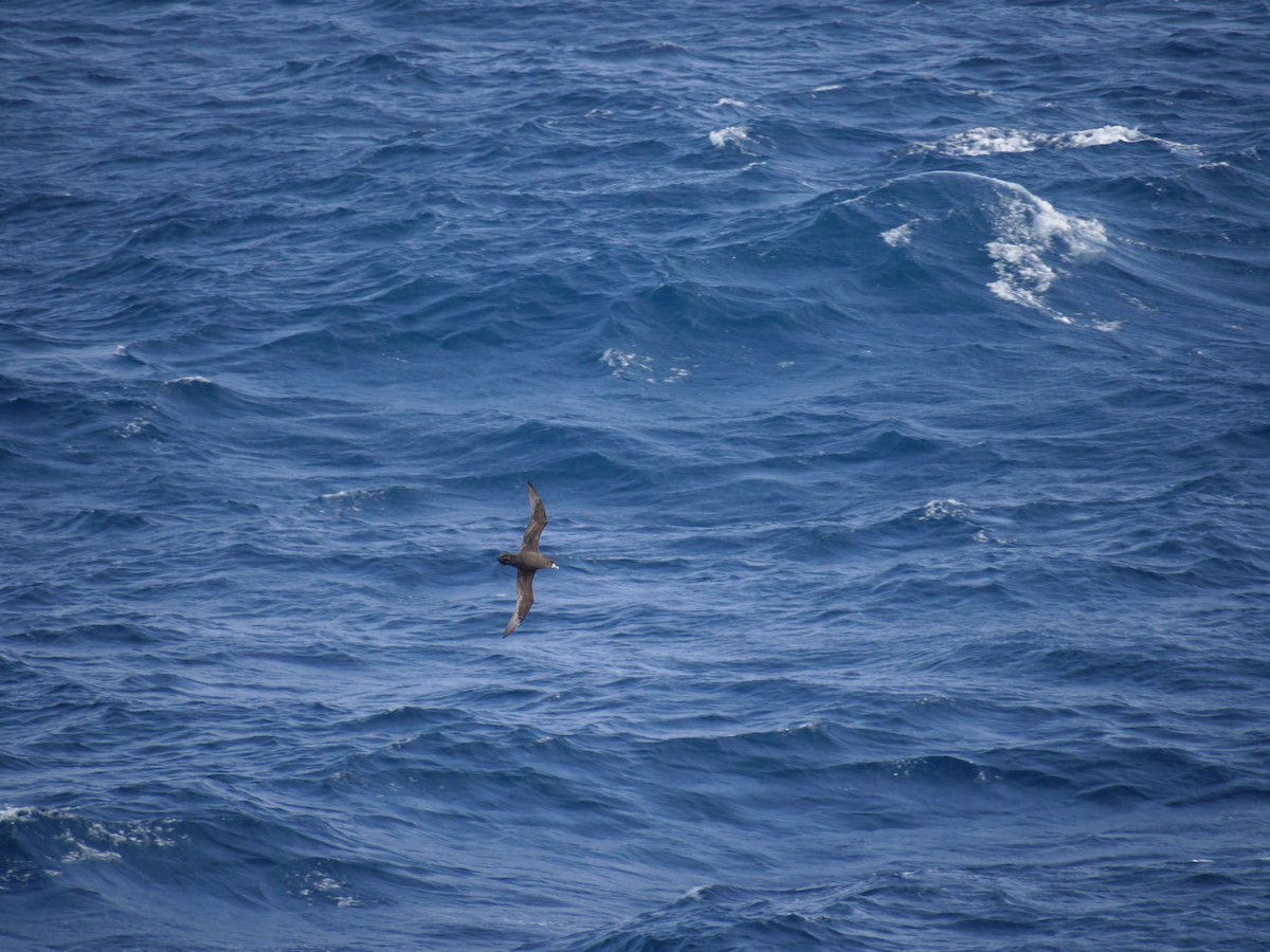 White-chinned Petrel - ML373884111