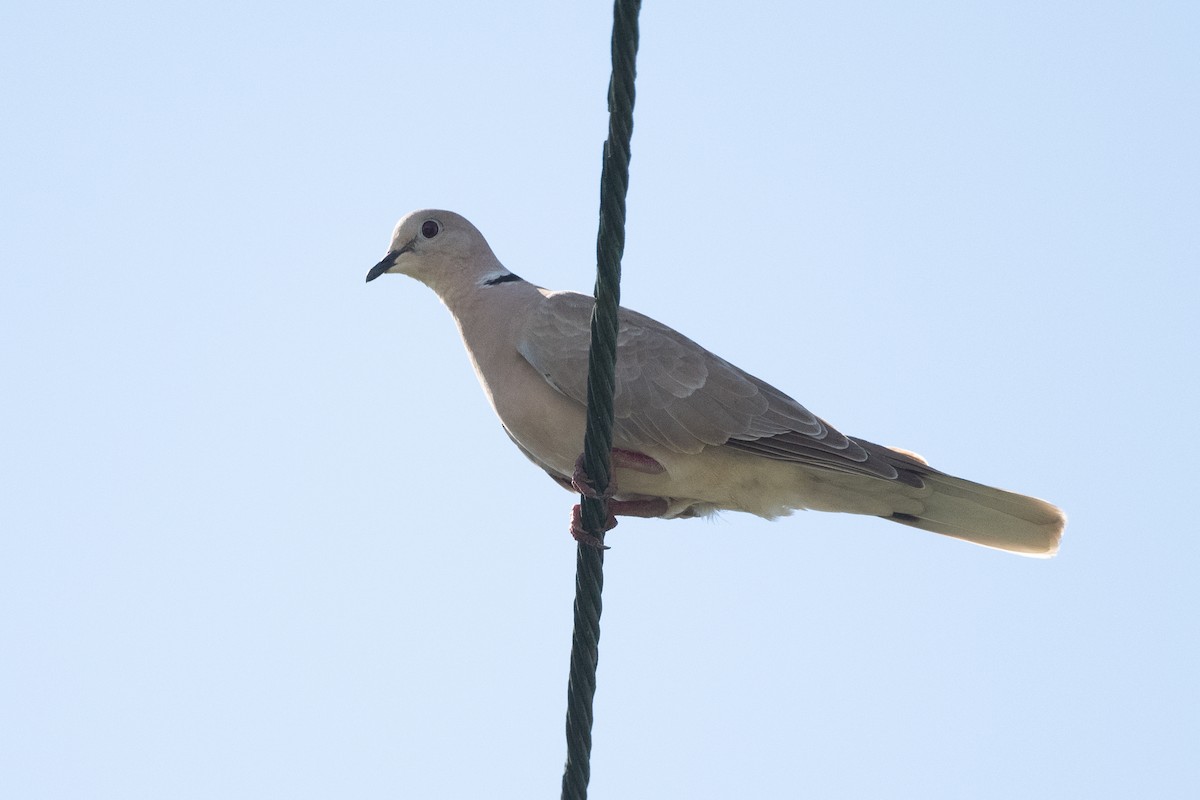 African Collared-Dove - Adam Jackson