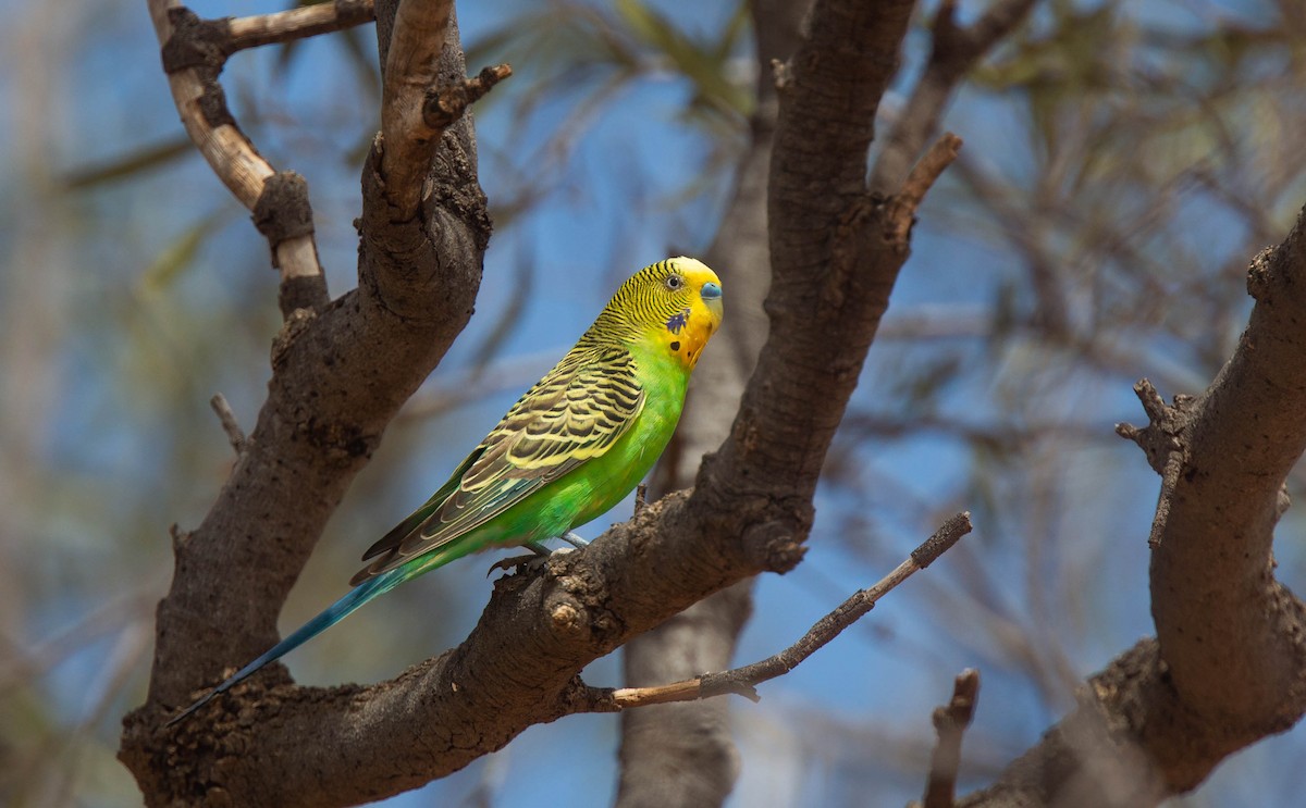 Budgerigar - Geoff Dennis