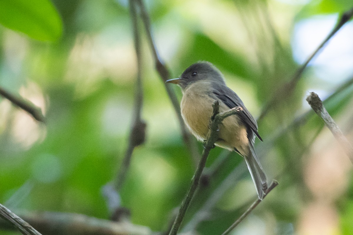 Lesser Antillean Pewee - ML373887681