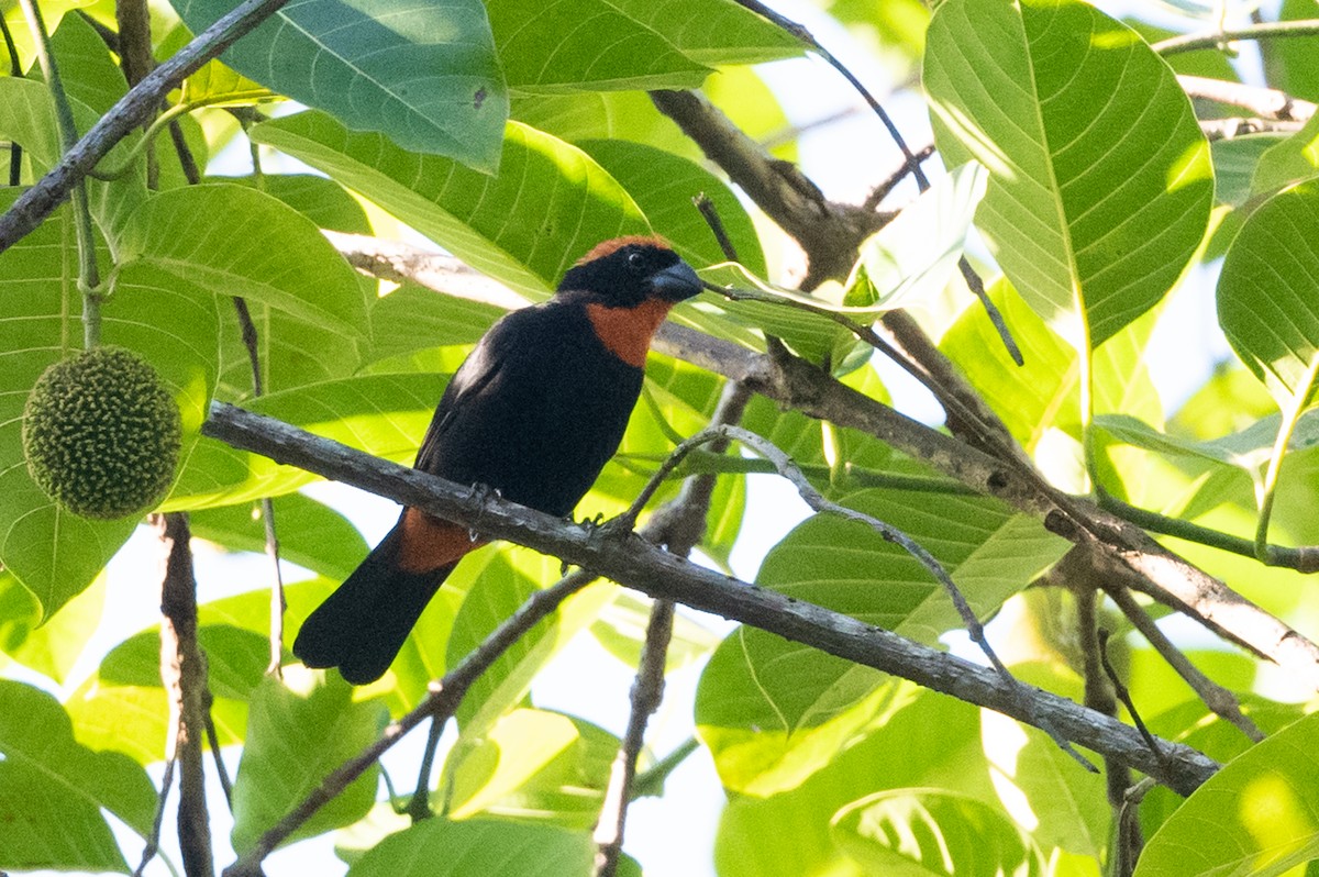 Puerto Rican Bullfinch - ML373887731