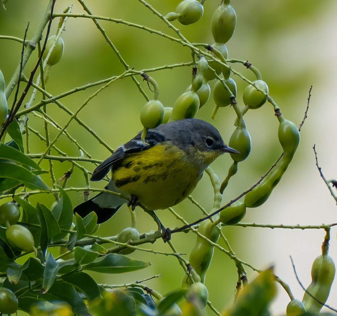 Magnolia Warbler - Scott Murphy