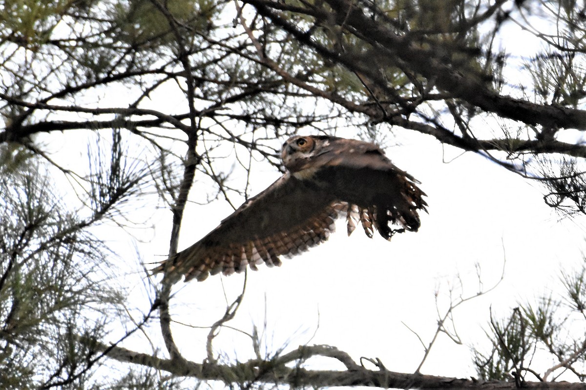 Great Horned Owl - ML373894131
