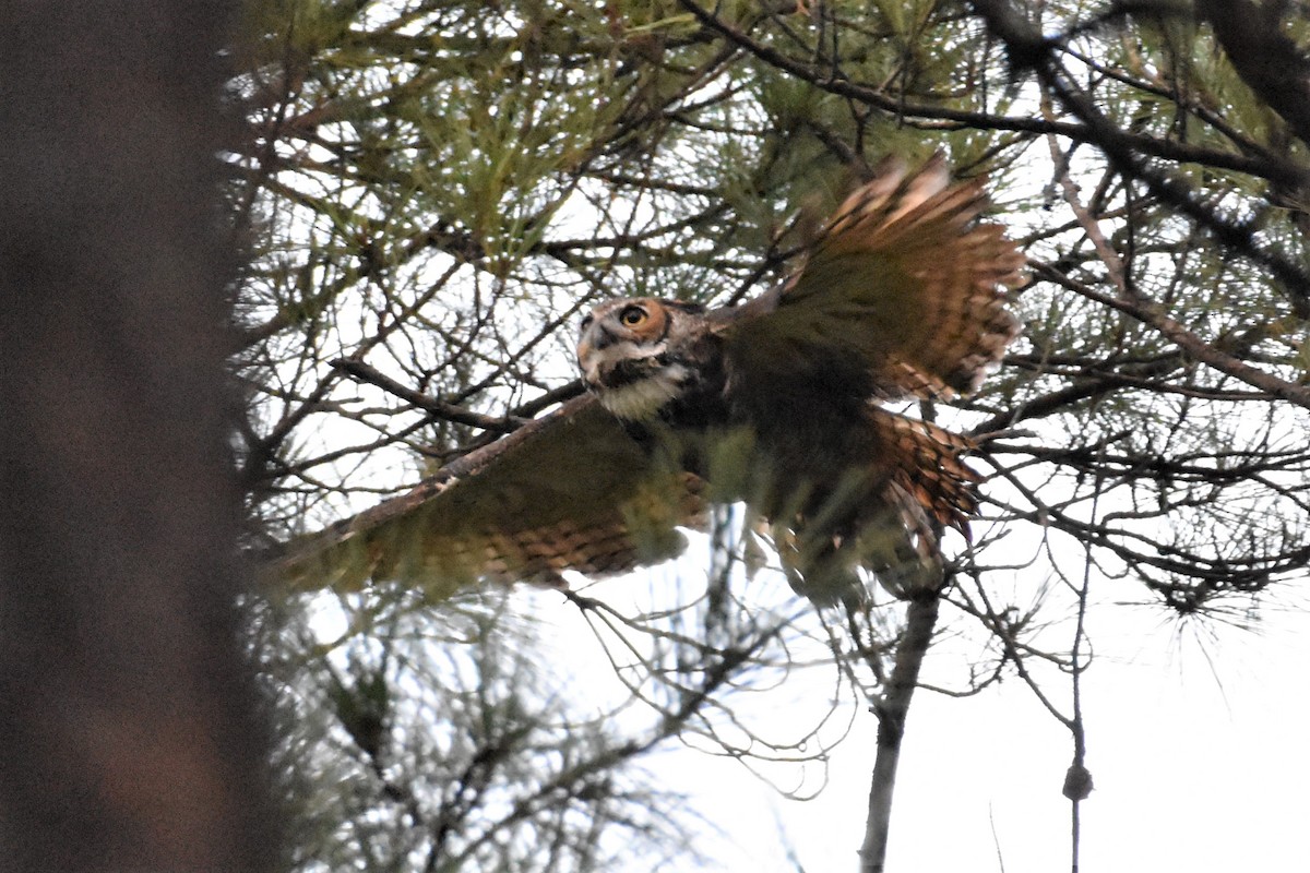 Great Horned Owl - ML373894161