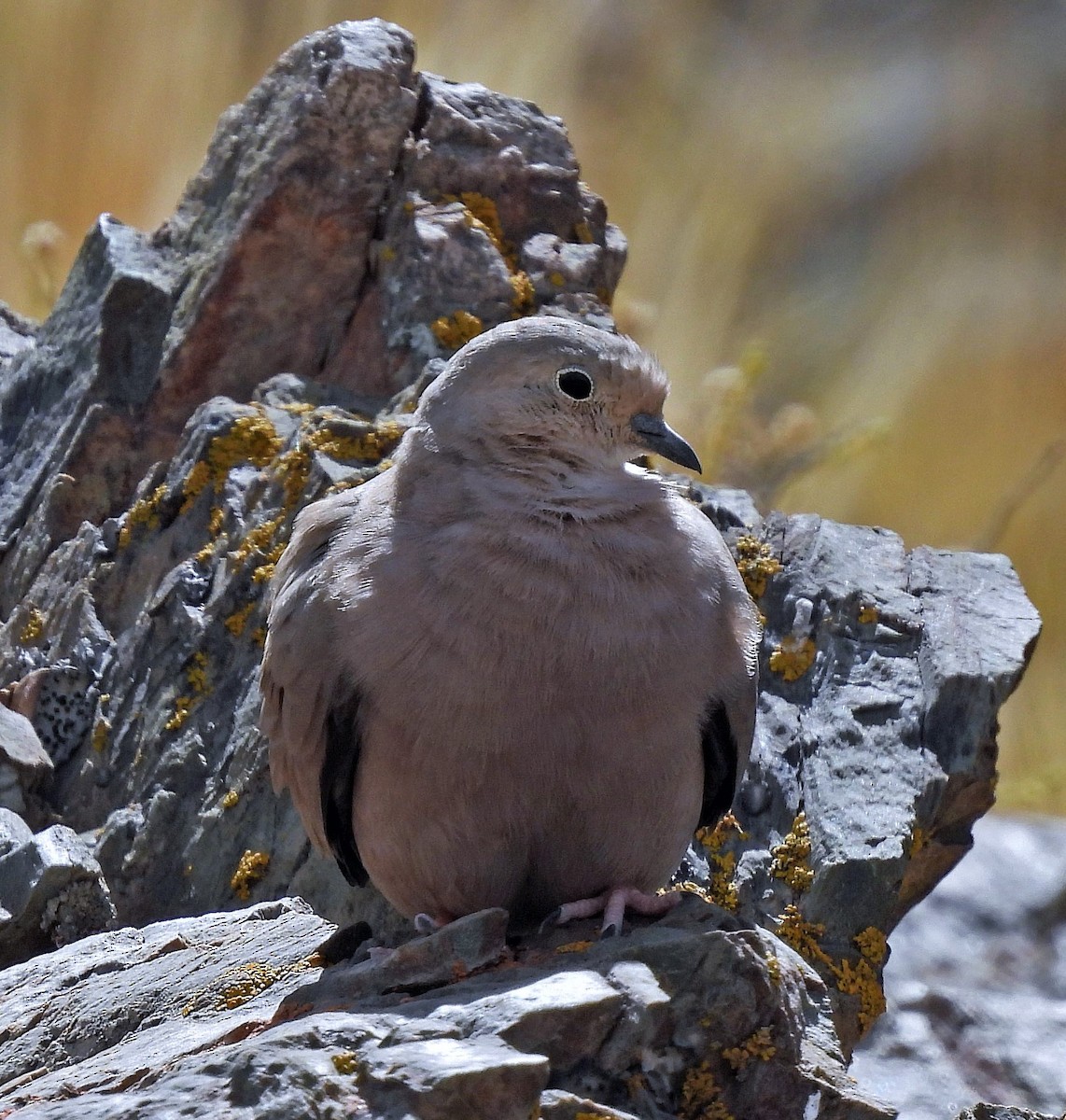 Golden-spotted Ground Dove - ML373894231