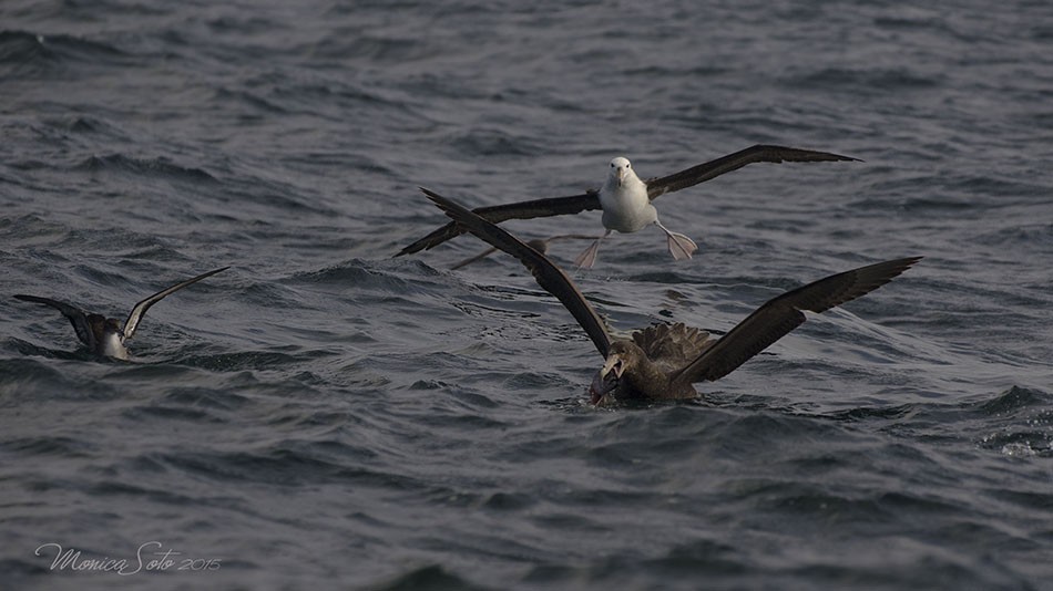 Southern Giant-Petrel - ML373895431