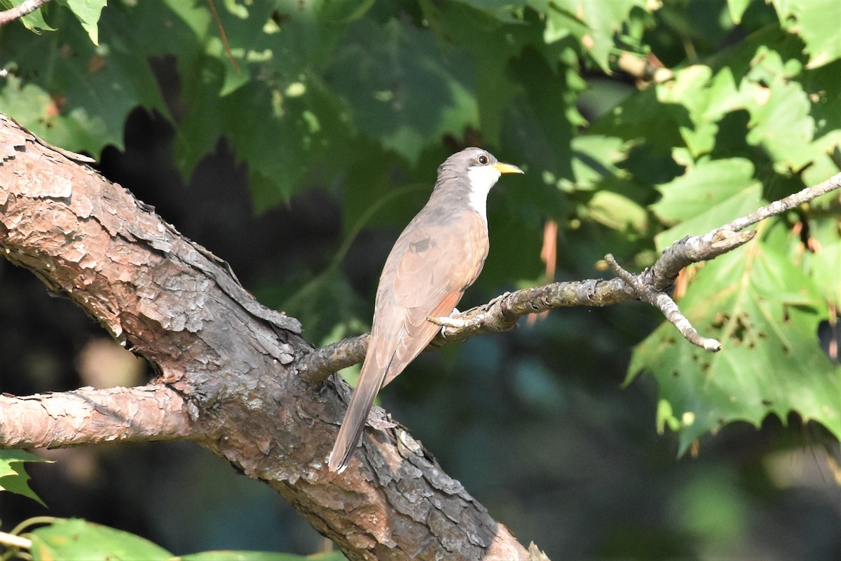 Yellow-billed Cuckoo - ML373896171