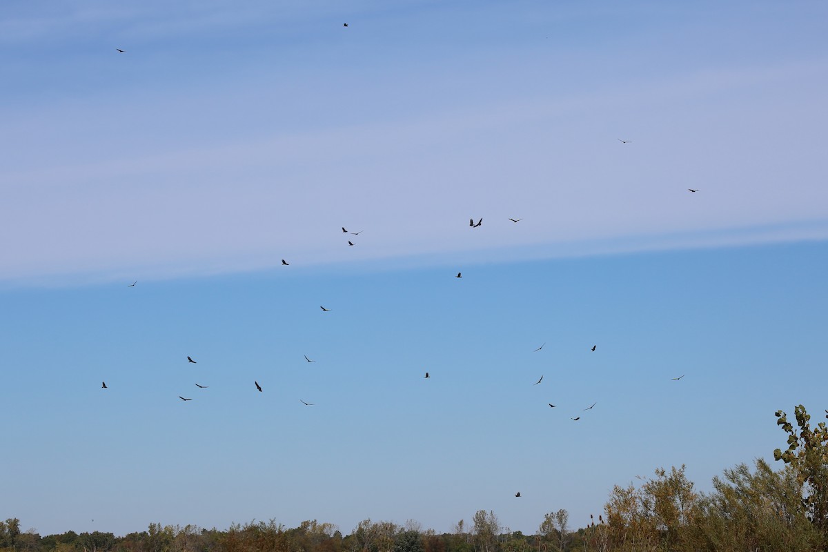 Turkey Vulture - ML37389621