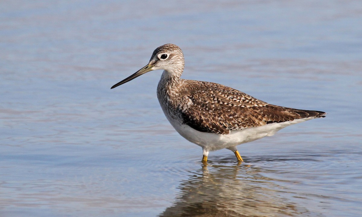 Greater Yellowlegs - ML37389631