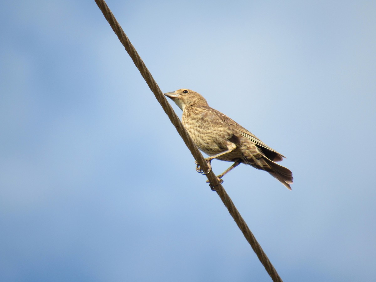 Brown-headed Cowbird - ML373896961