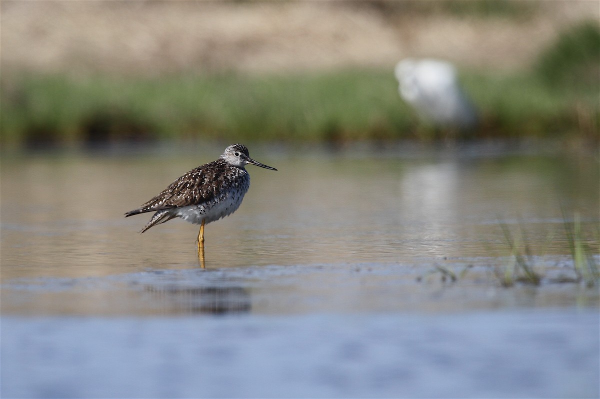 Greater Yellowlegs - Ryan Schain