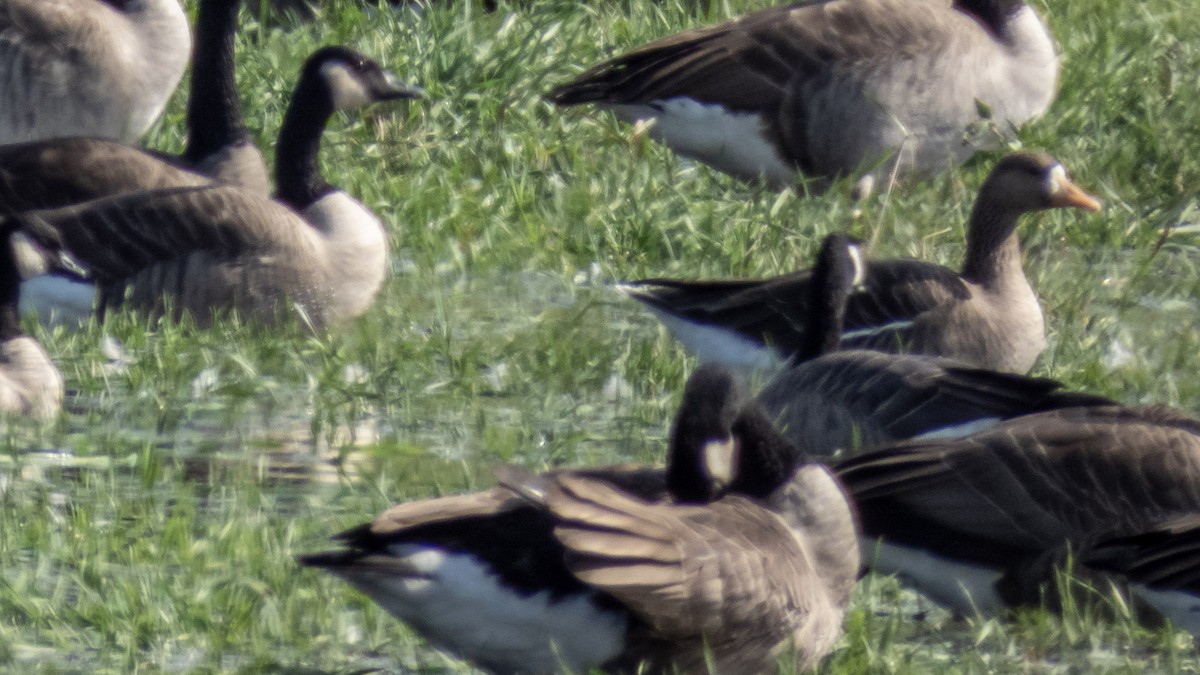 Greater White-fronted Goose - ML373898191