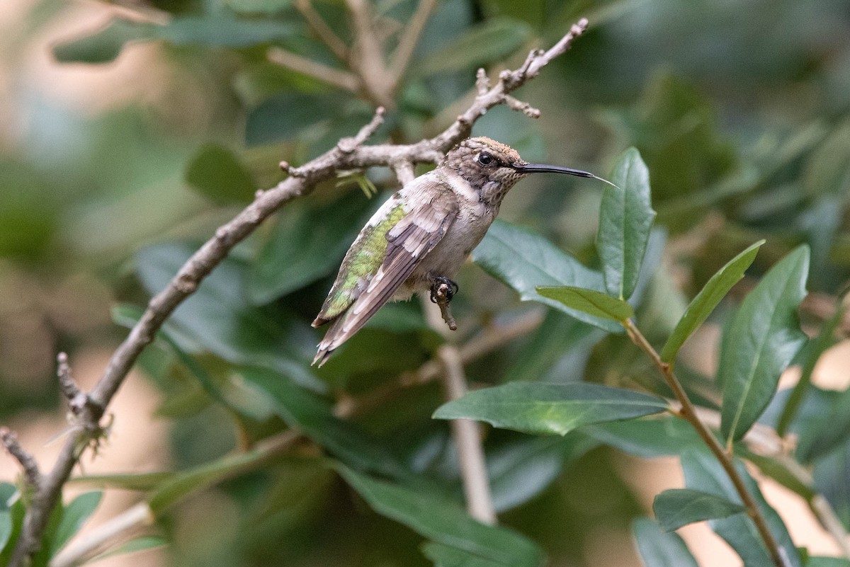 Ruby-throated Hummingbird - ML373898511