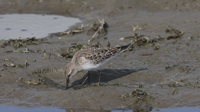 Weißbürzel-Strandläufer - ML373899551