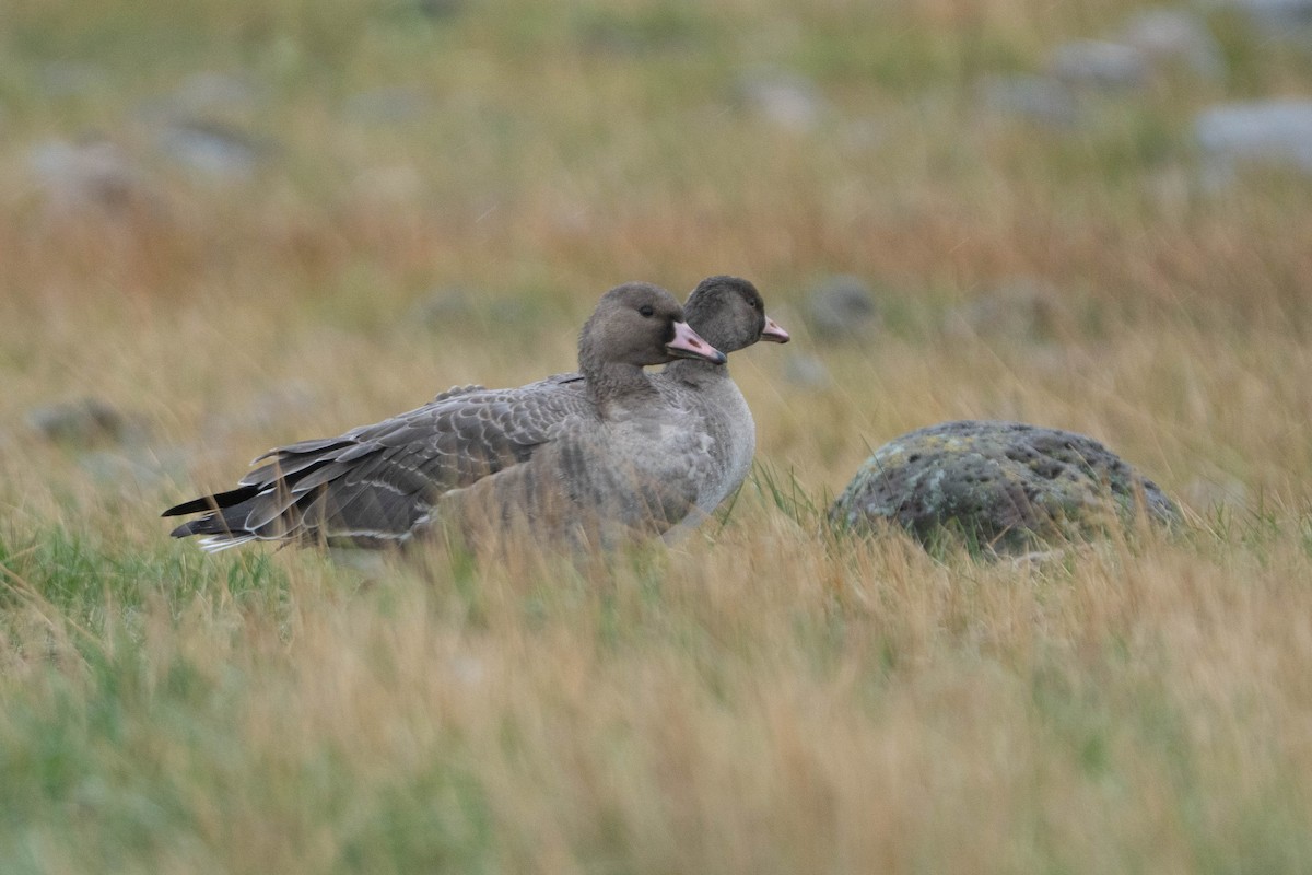 Greater White-fronted Goose - ML373899811