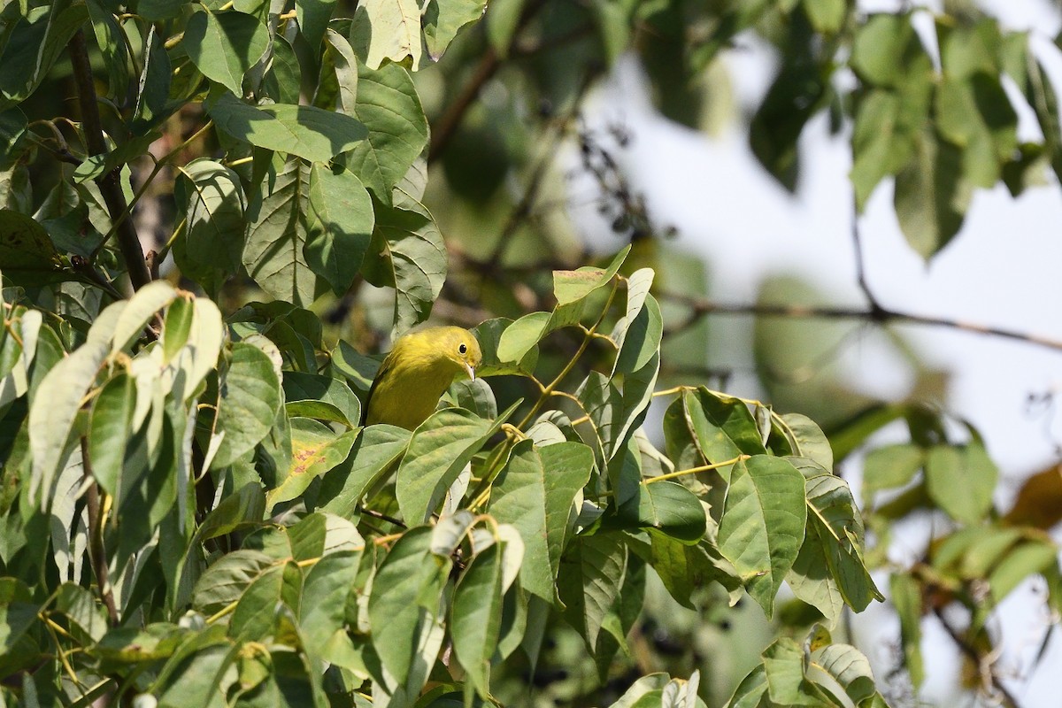 Yellow Warbler (Northern) - Vern Wilkins 🦉