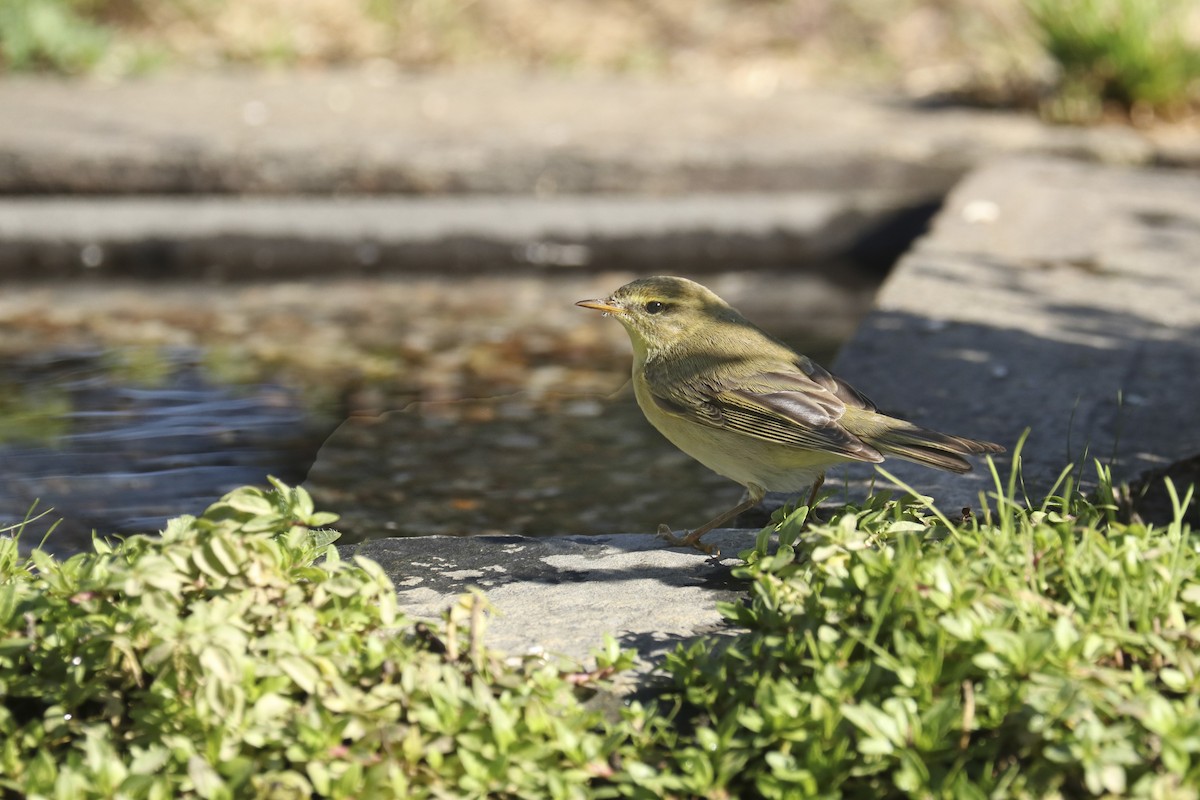 Willow Warbler - Francisco Barroqueiro