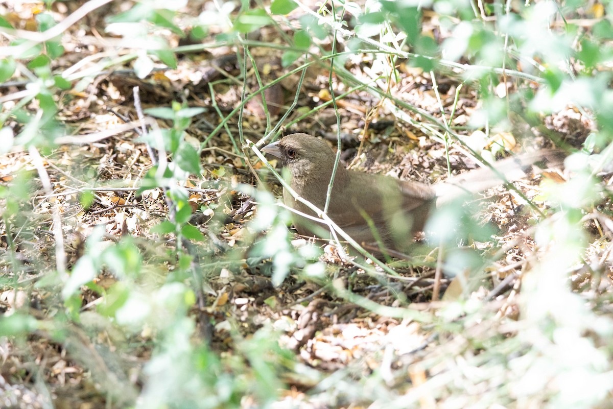 Abert's Towhee - ML373902461