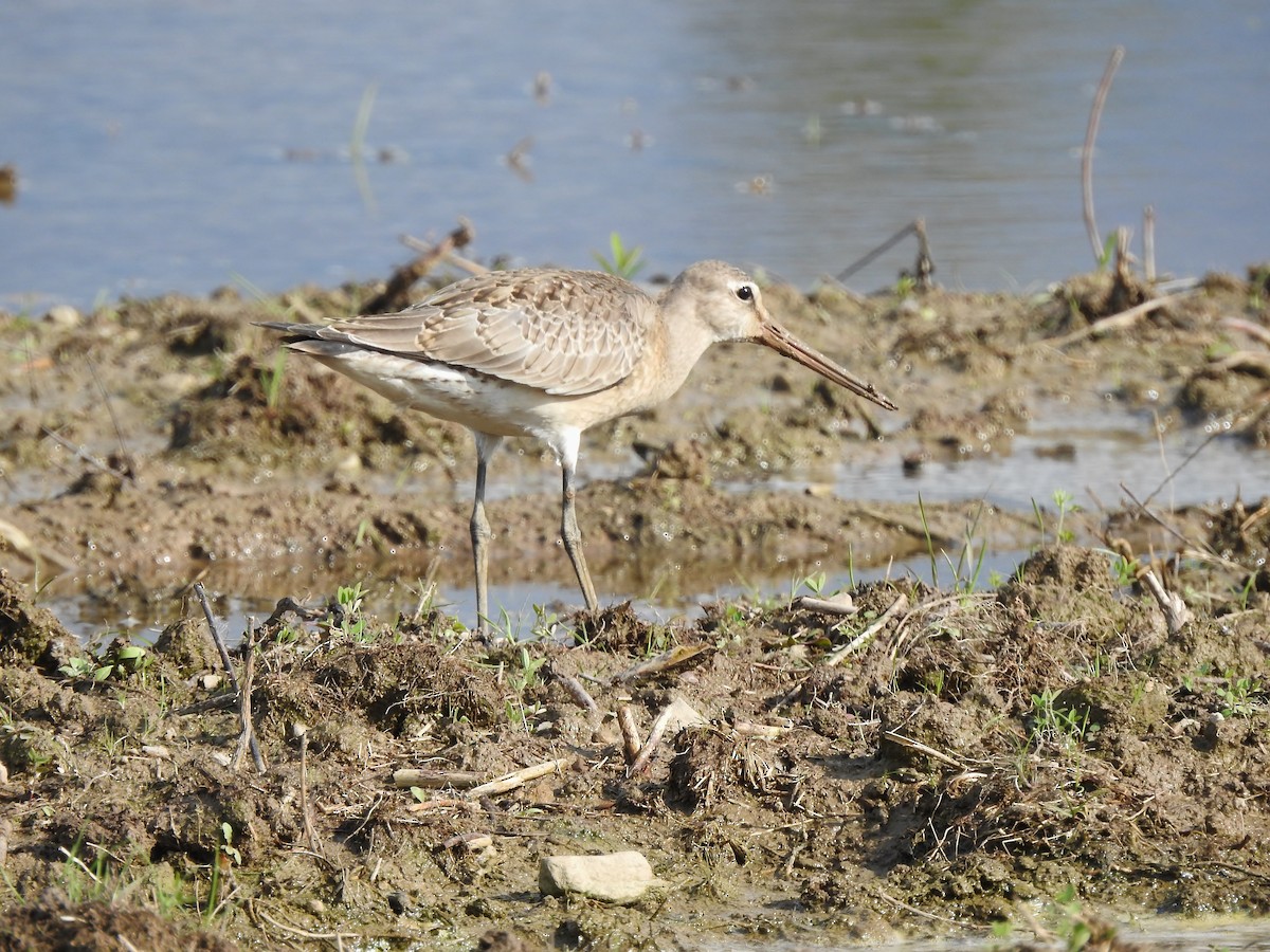 Hudsonian Godwit - Donna Johnston