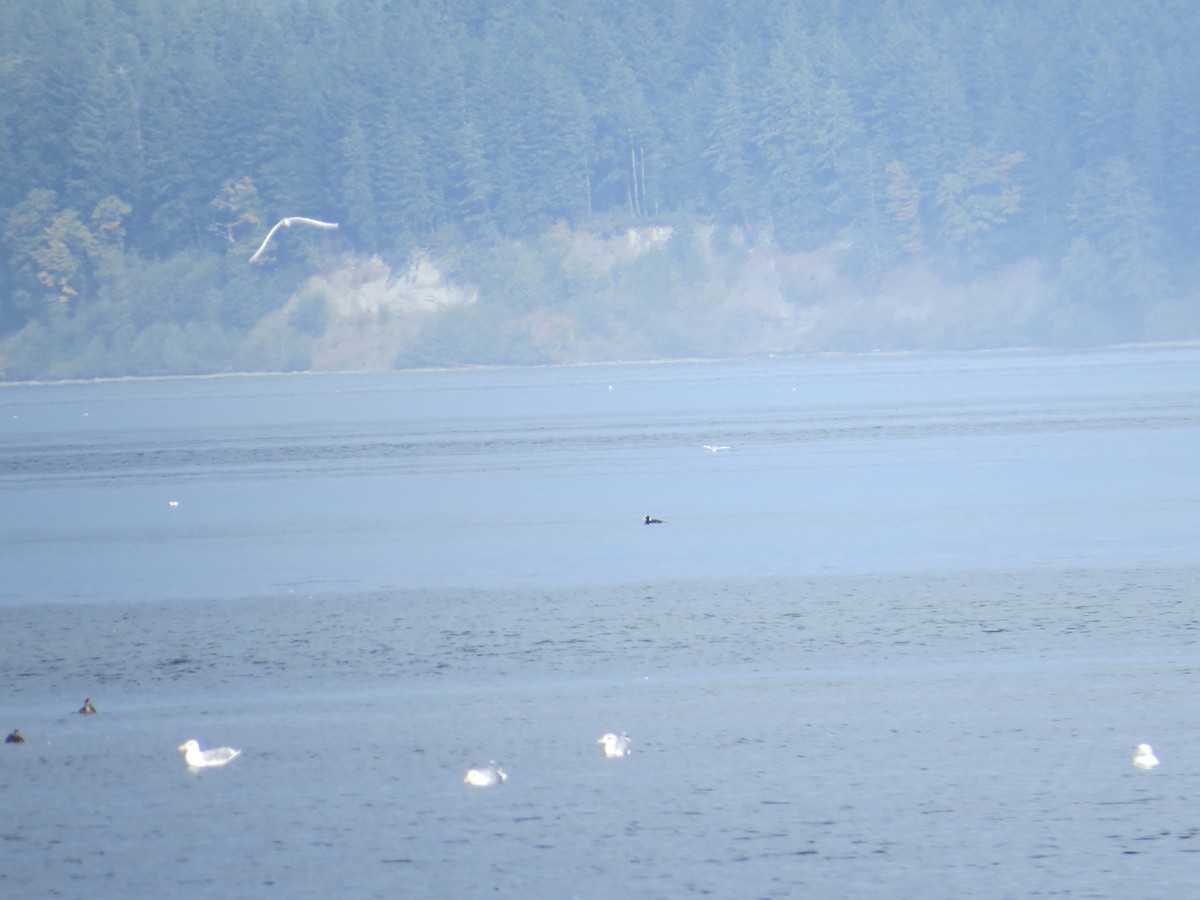 Black-legged Kittiwake - ML373903521