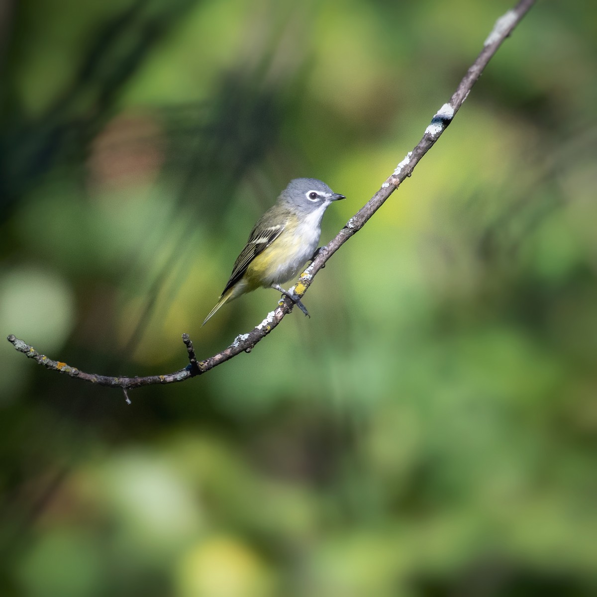 Blue-headed Vireo - ML373904531