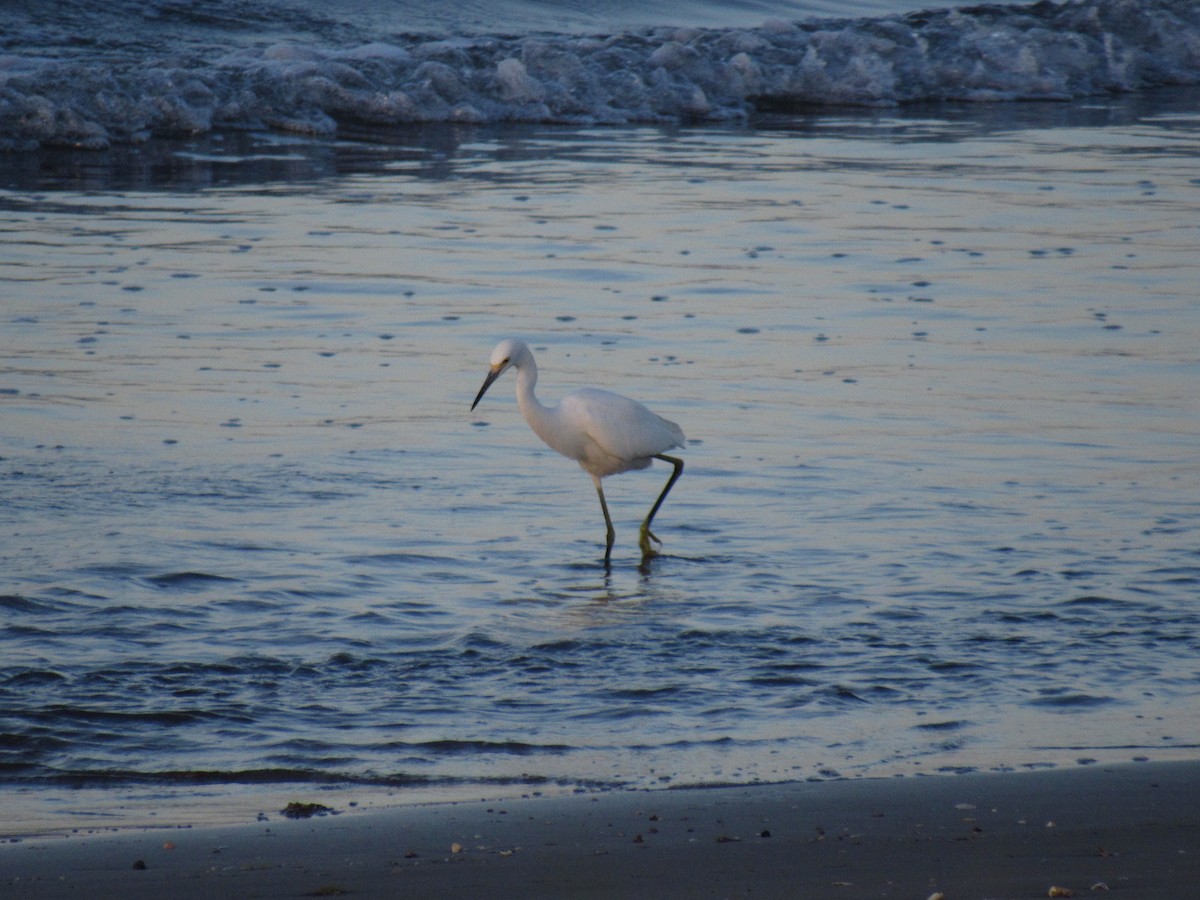 Snowy Egret - ML373905991