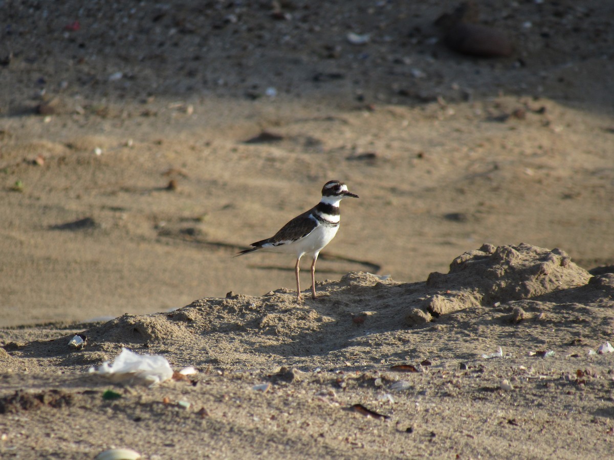 Killdeer - ML373906231