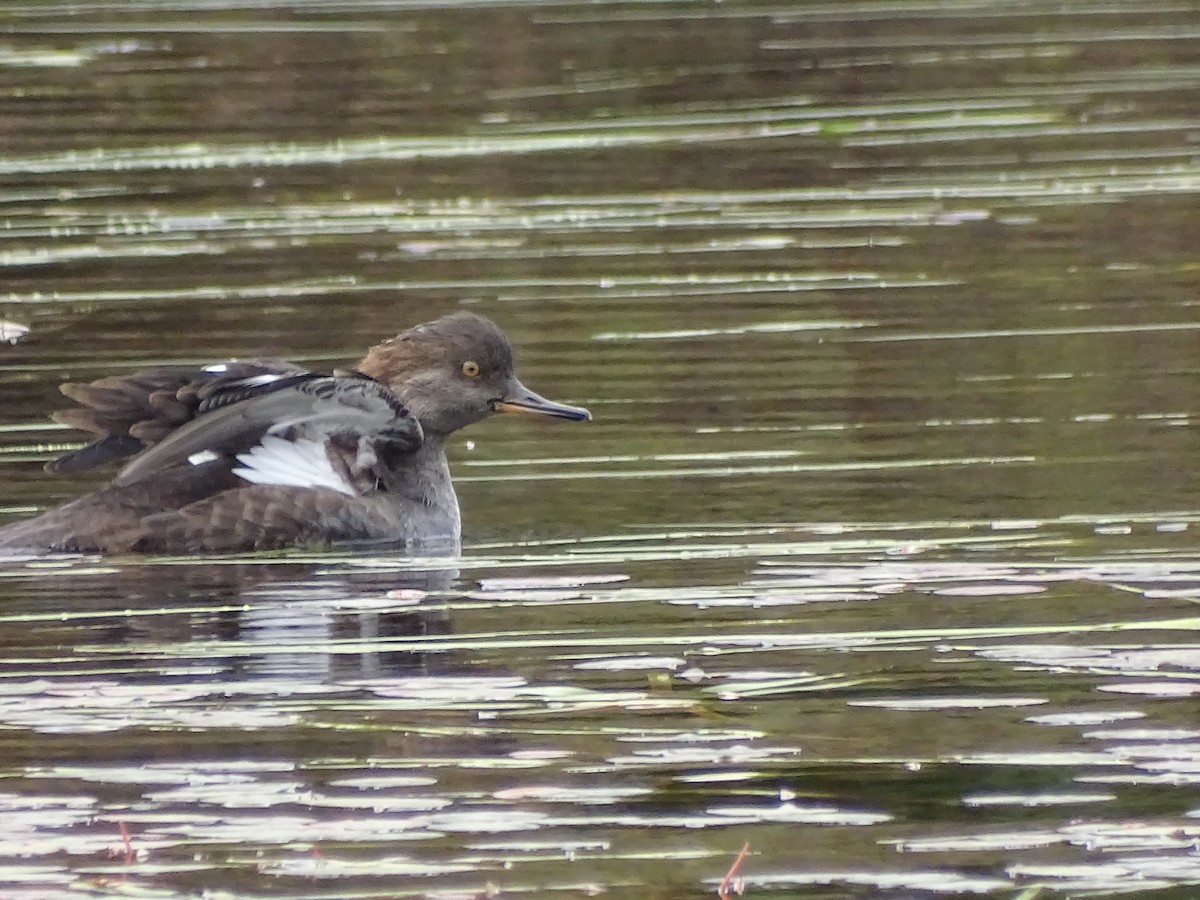 Hooded Merganser - ML373906291