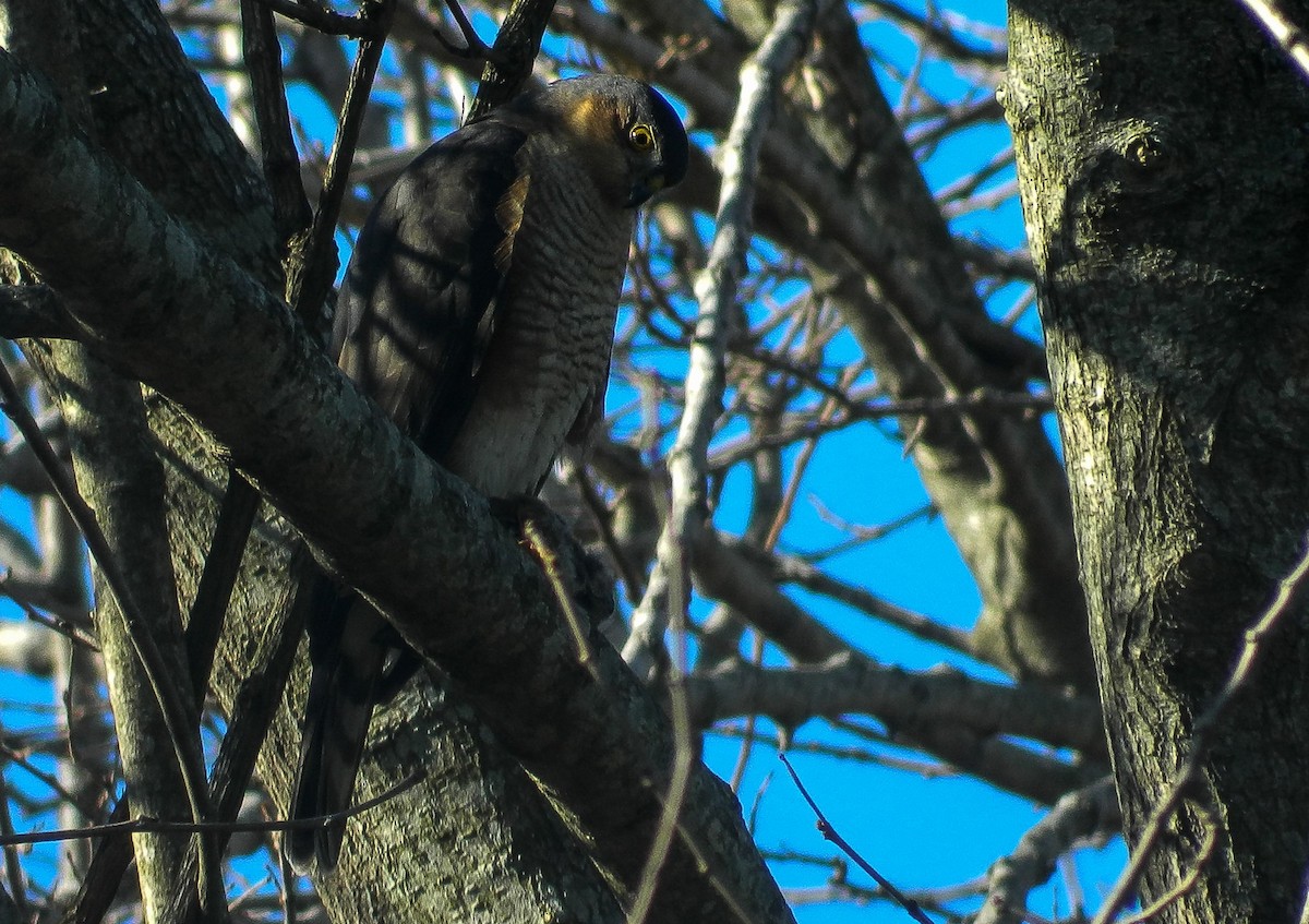 Sharp-shinned Hawk - Leandro Ramirez