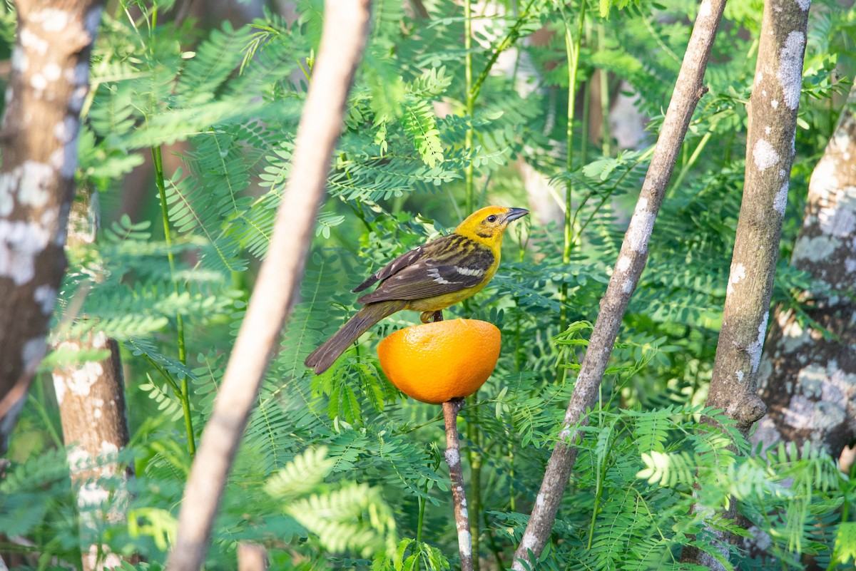 Flame-colored Tanager - Cameron G Johnson