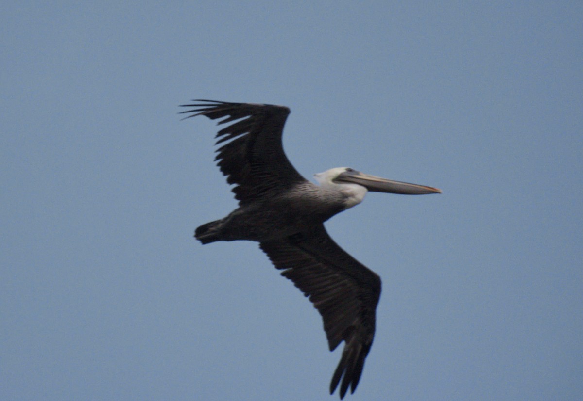 Brown Pelican - ML373908381