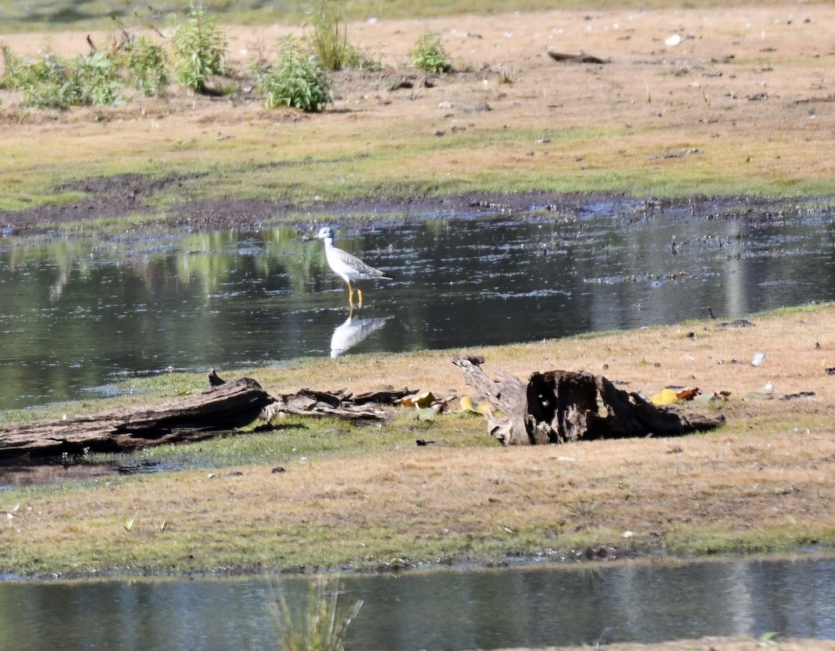 Greater Yellowlegs - ML373908951