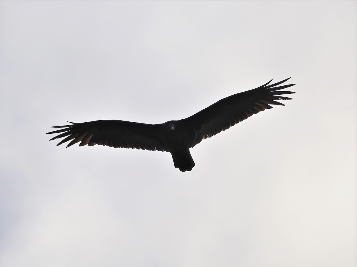 Turkey Vulture - ML373909241