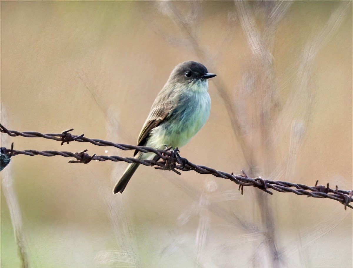 Eastern Phoebe - ML373909791